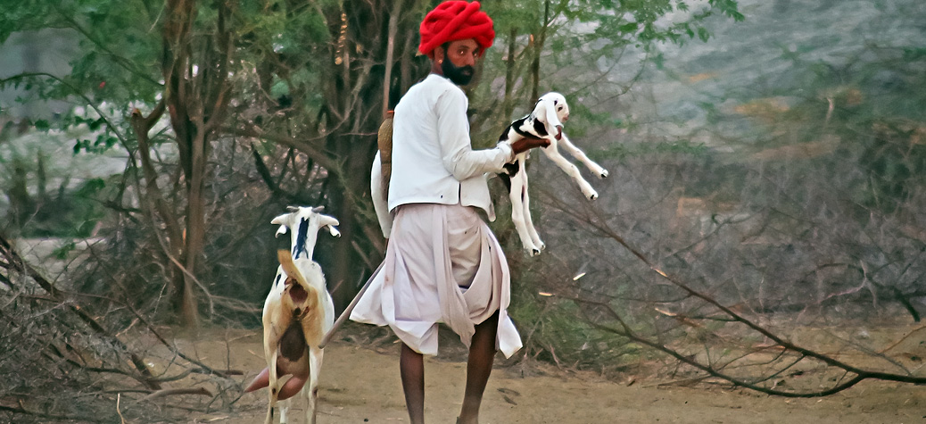 Voyage en Rajasthan